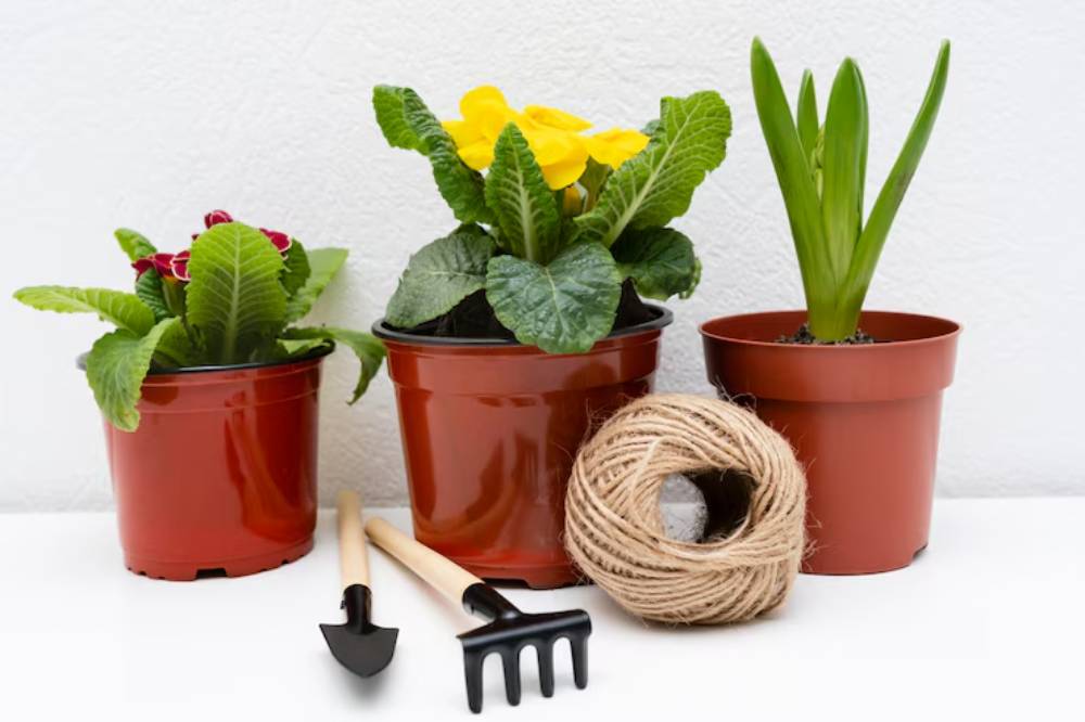 Three potted plants with vibrant green leaves and a bright yellow flower, accompanied by gardening tools and twine on a white background.
