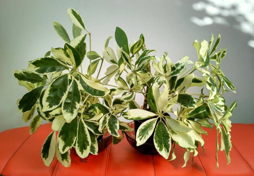 Two lush potted plants with variegated green and cream leaves, resting on an orange surface against a softly lit background.