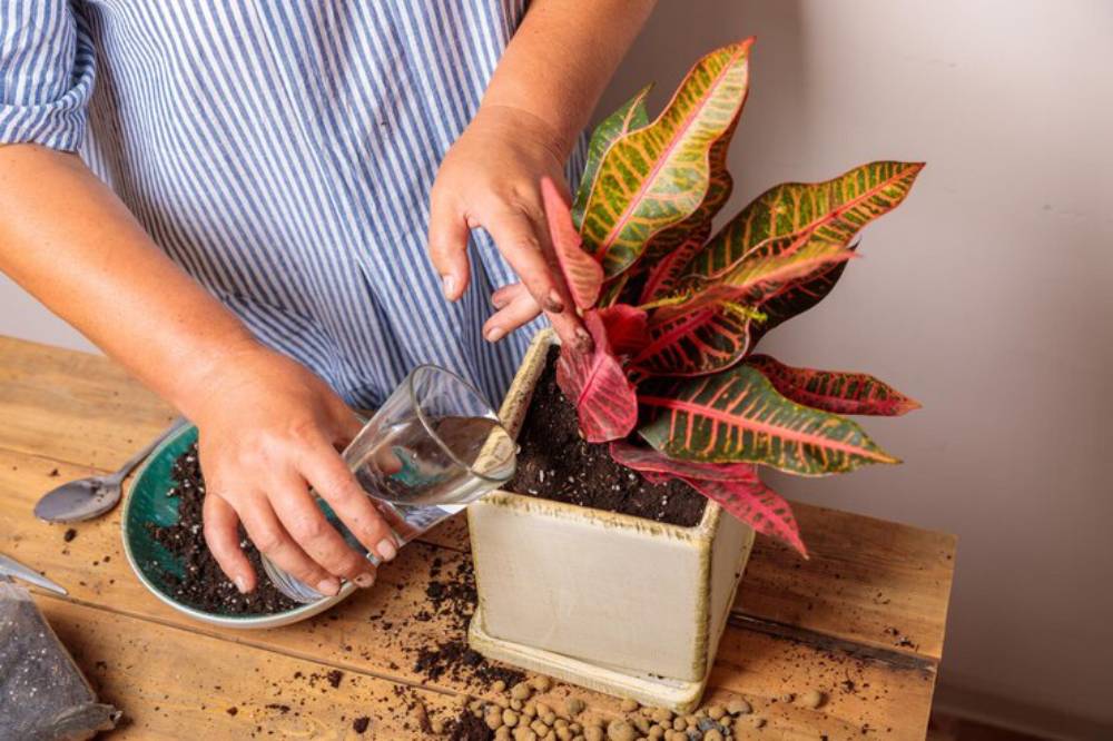 A person waters a colorful potted plant while repotting it, surrounded by soil and gardening tools on a wooden table.