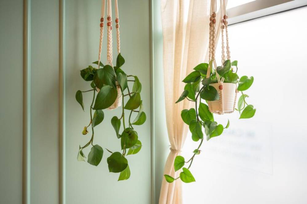 Two hanging pothos plants in macramé holders, softly cascading against a light green wall and sheer curtain by a window.