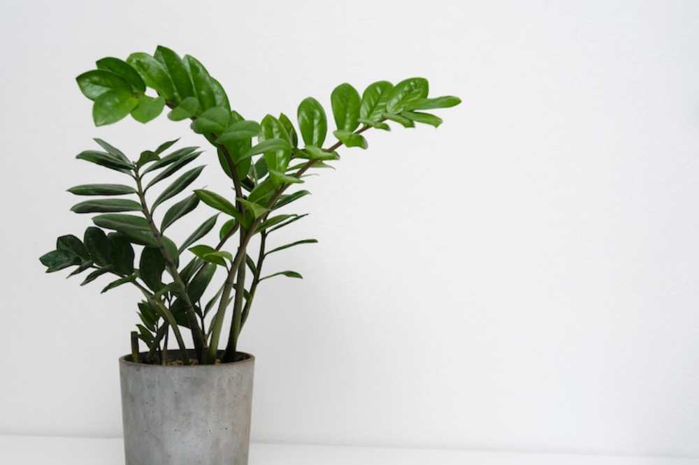 A lush green ZZ plant in a modern concrete pot against a minimalist white background.