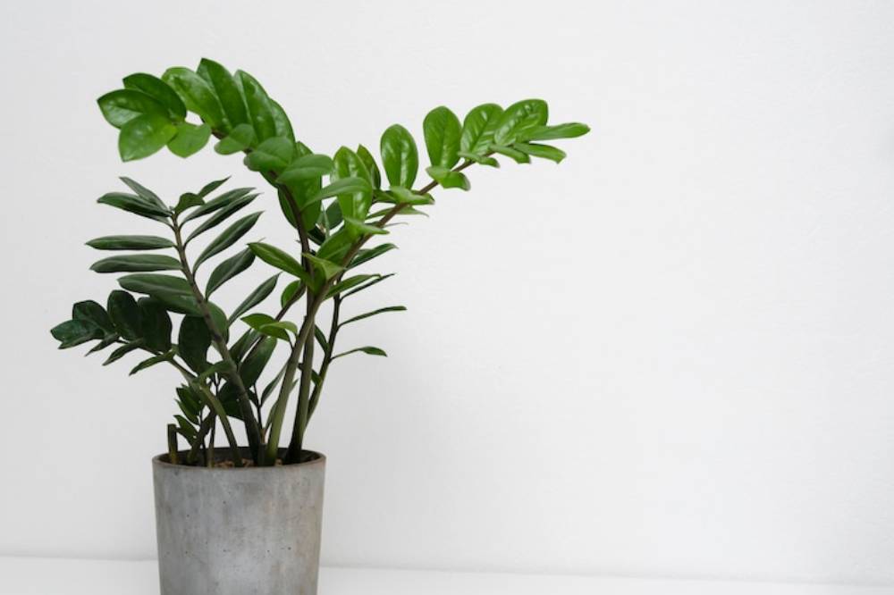 A lush green plant with glossy leaves, displayed in a simple concrete pot, set against a clean white backdrop.