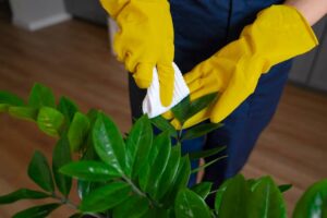 A person wearing yellow rubber gloves wipes dust off a green plant leaf with a white cloth, inside a home setting.