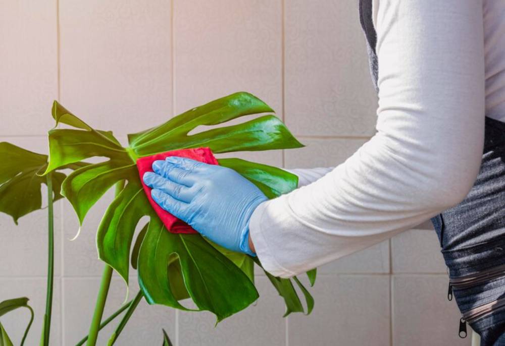 A person wearing blue gloves cleans a large green Monstera leaf with a red cloth, showcasing plant care indoors.