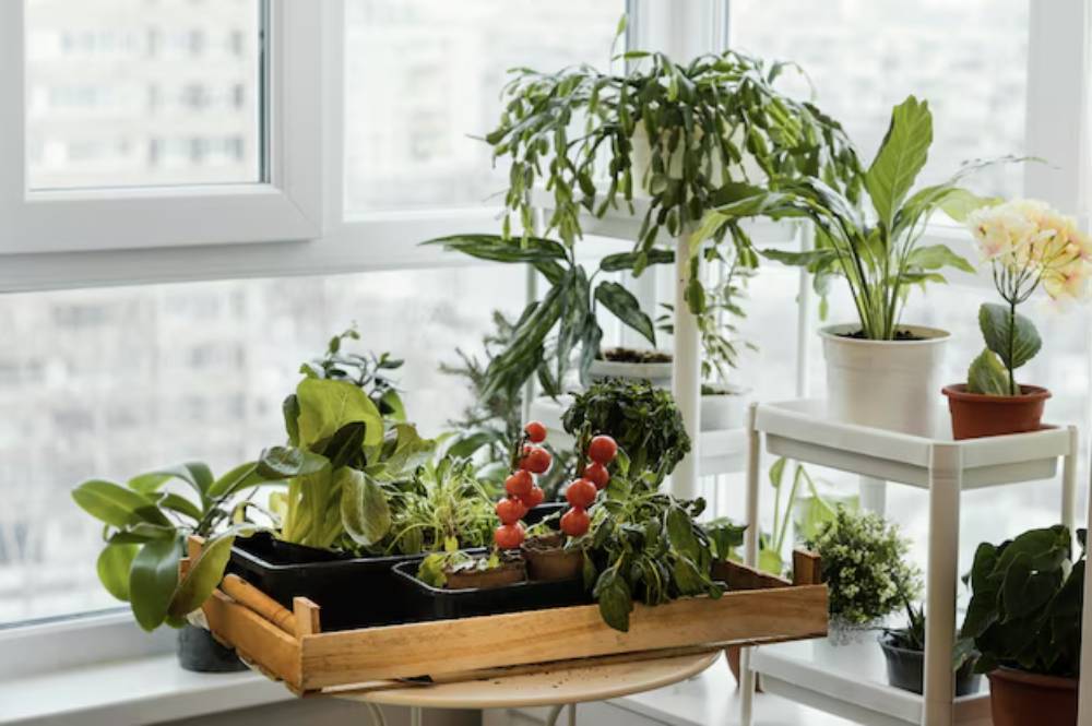 A bright indoor garden featuring various plants, including tomatoes, on a table beside windows overlooking a cityscape.