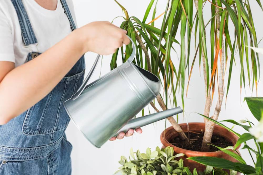 A person in denim overalls waters a potted plant with a silver watering can against a bright, neutral background.