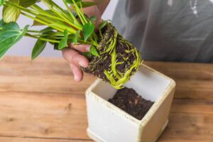 A person holds a potted plant with visible roots above an empty ceramic planter on a wooden surface, preparing to transplant it.