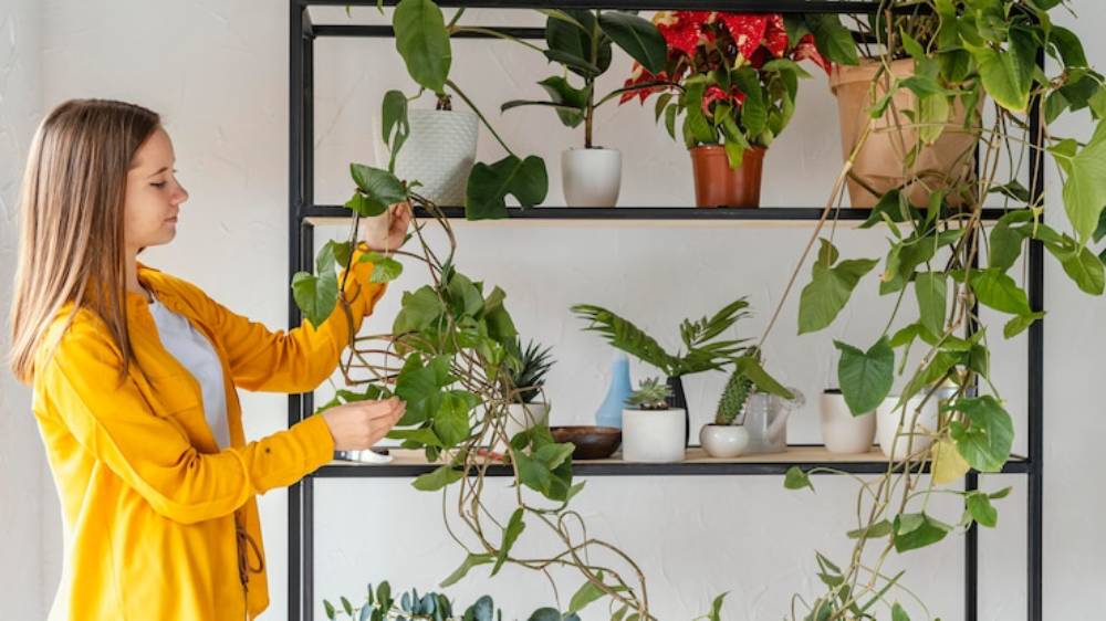 A woman in a yellow cardigan tends to a lush shelf filled with various houseplants, showcasing vibrant greens and decorative pots.